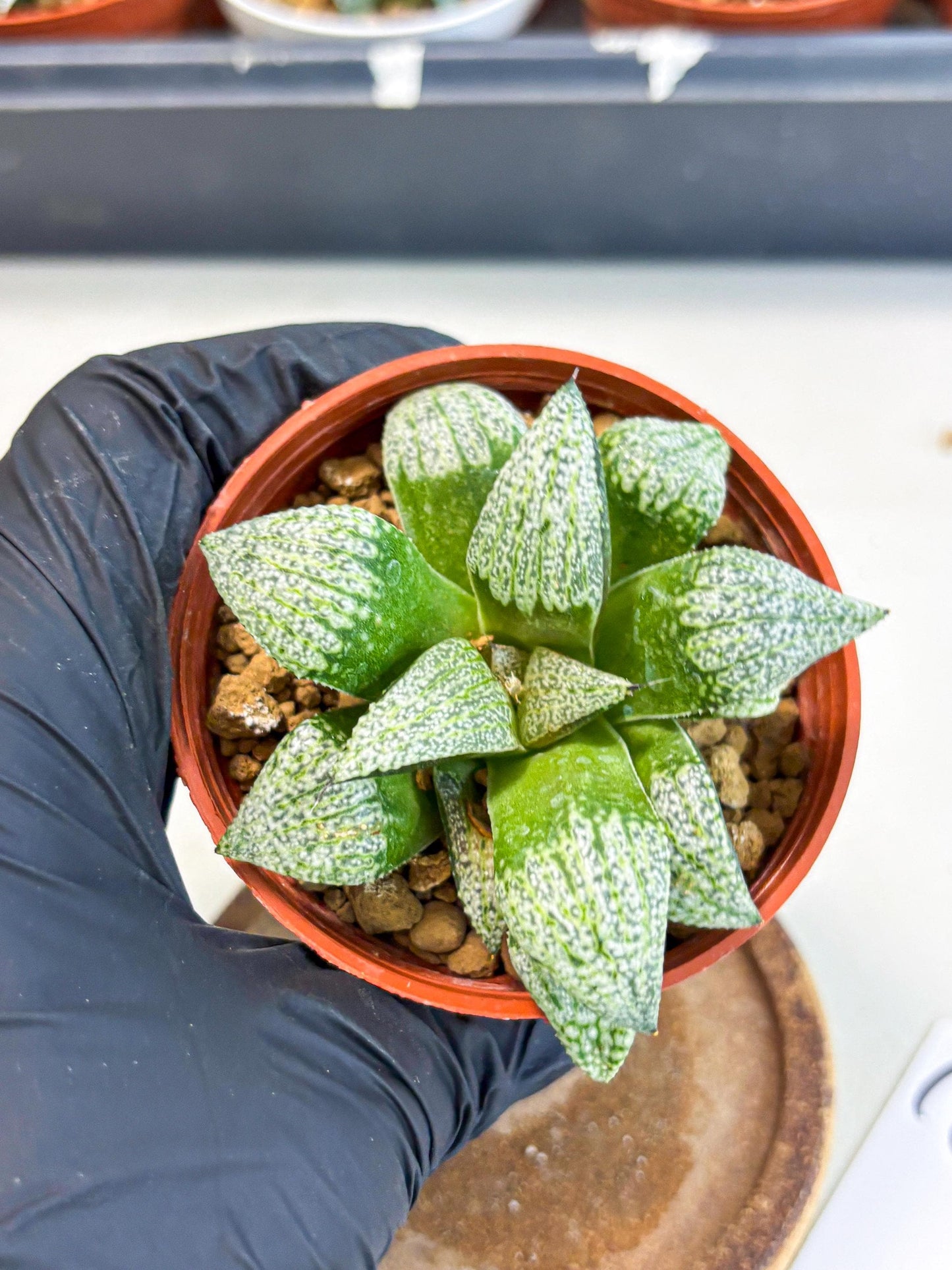Haworthia Baiyin (wa6) (b18) | Rare Import