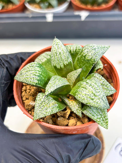 Haworthia Baiyin (wa6) (b18) | Rare Import