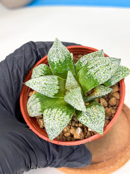 Haworthia Baiyin (wa6) (b18) | Rare Import