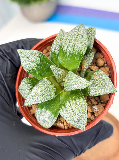 Haworthia Baiyin (wa6) (b18) | Rare Import