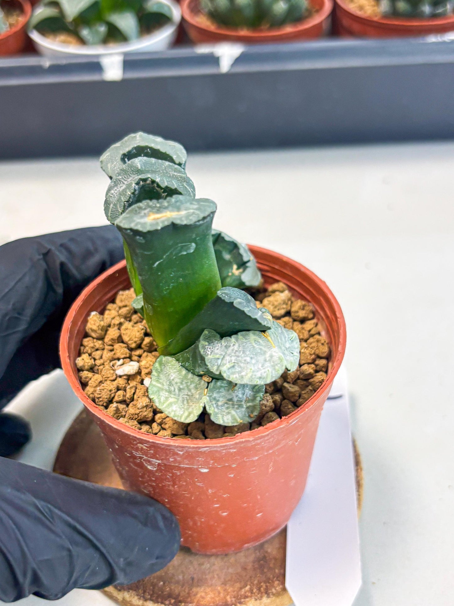 Haworthia White Mammoth (wa6) (g12) | Rare Import