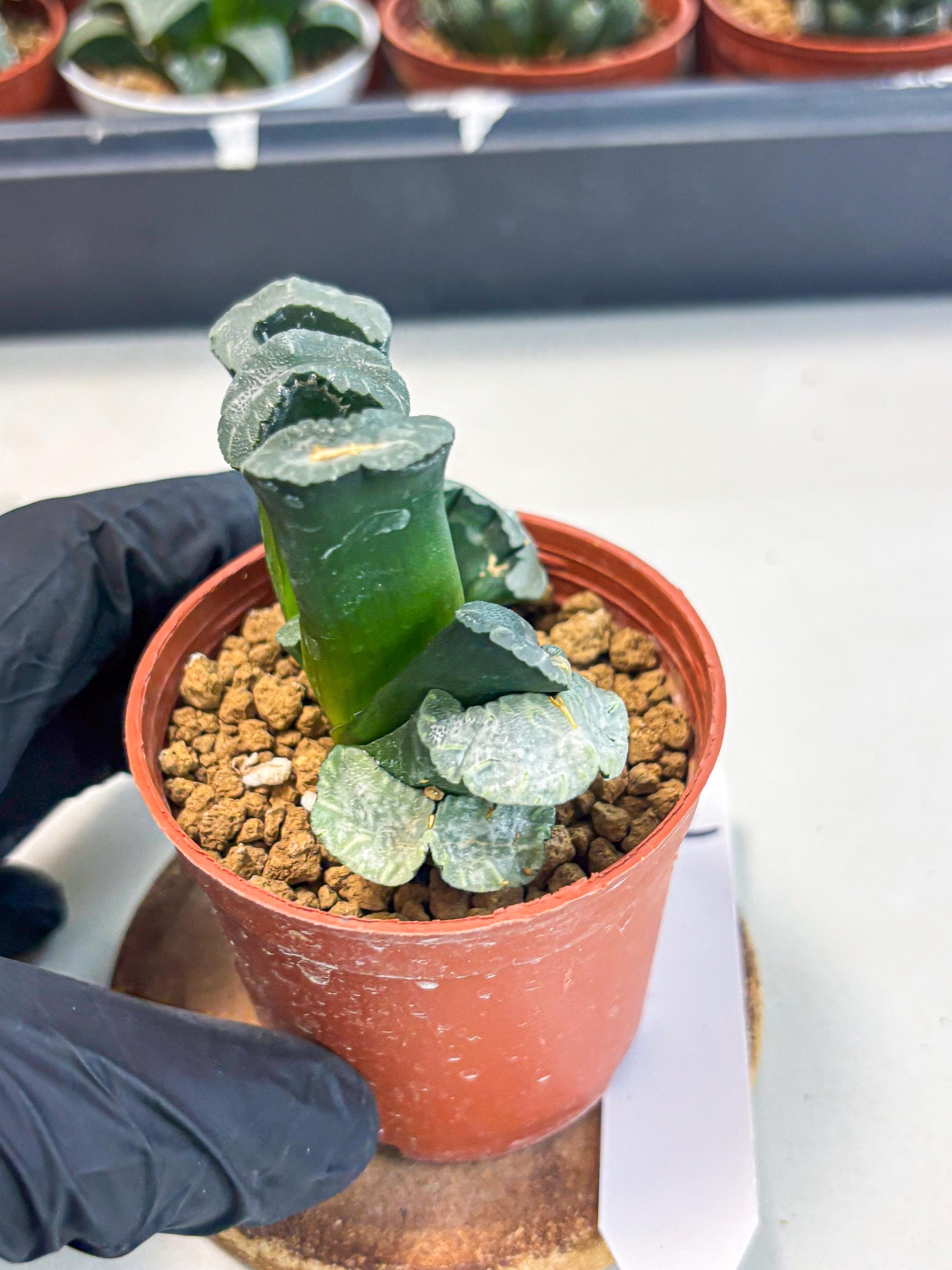 Haworthia White Mammoth (wa6) (g12) | Rare Import