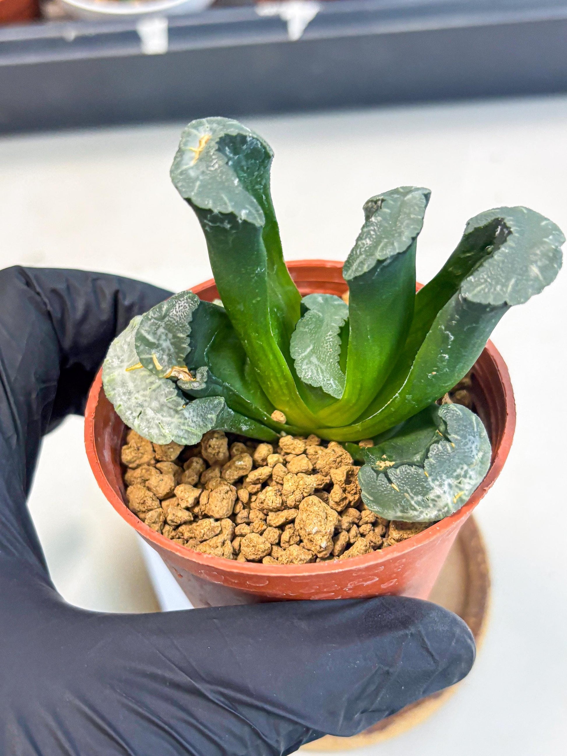 Haworthia White Mammoth (wa6) (g12) | Rare Import