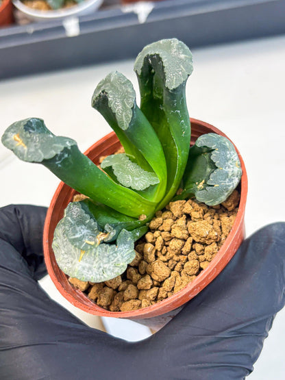 Haworthia White Mammoth (wa6) (g12) | Rare Import