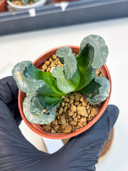 Haworthia White Mammoth (wa6) (g12) | Rare Import