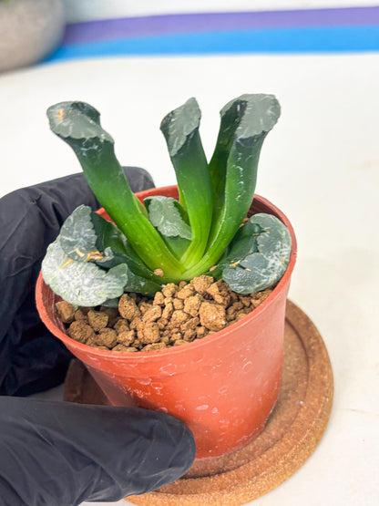 Haworthia White Mammoth (wa6) (g12) | Rare Import