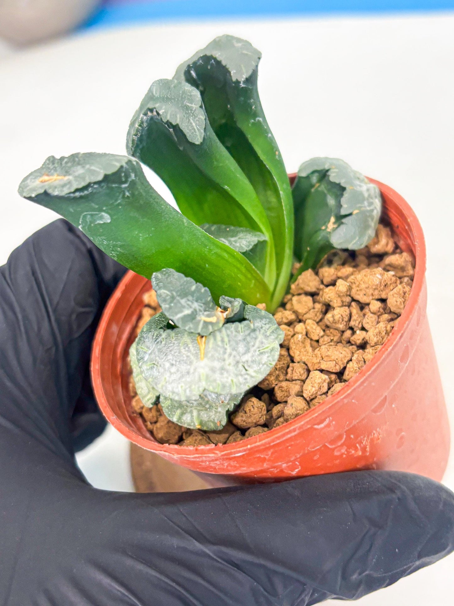 Haworthia White Mammoth (wa6) (g12) | Rare Import