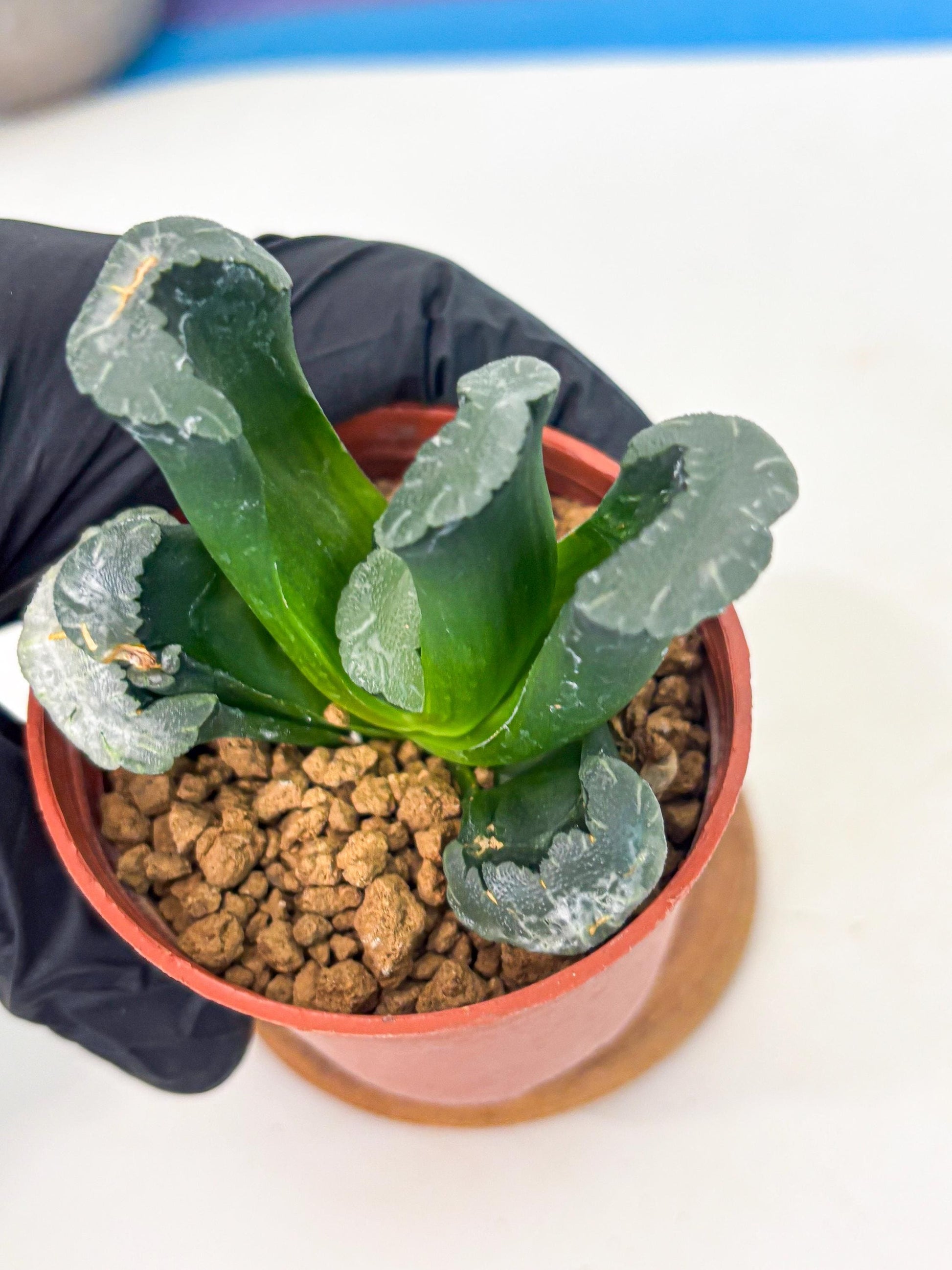 Haworthia White Mammoth (wa6) (g12) | Rare Import