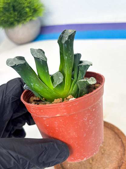 Haworthia White Mammoth (wa6) (g12) | Rare Import