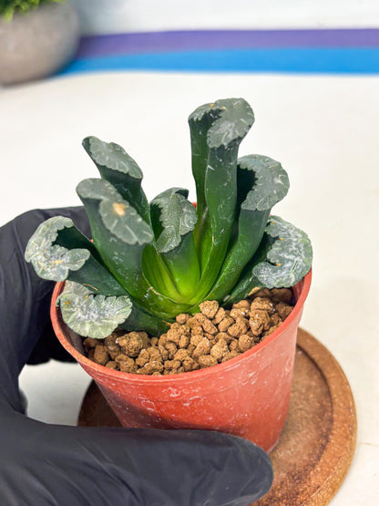 Haworthia White Mammoth (wa6) (g13) | Rare Import