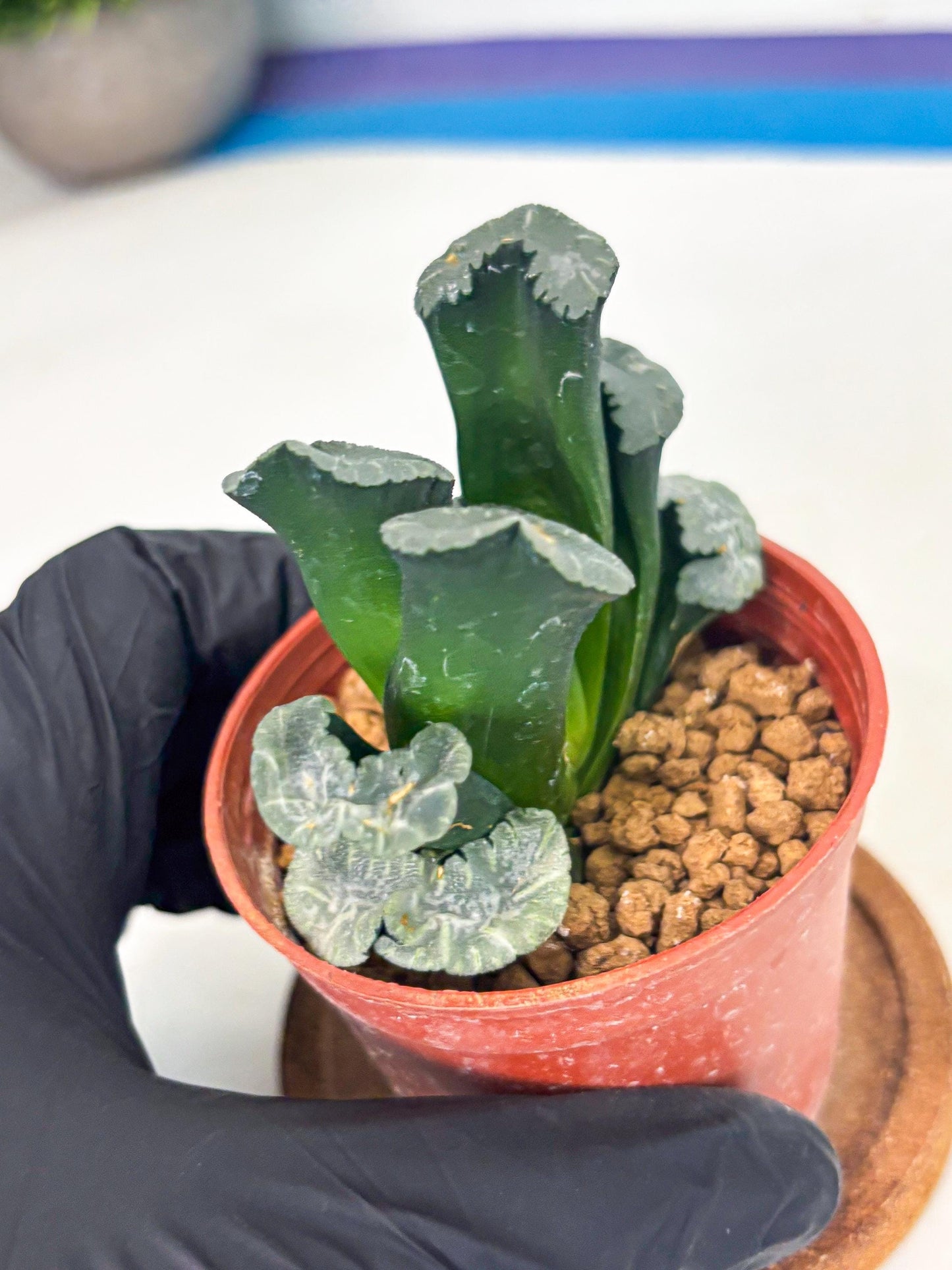 Haworthia White Mammoth (wa6) (g13) | Rare Import