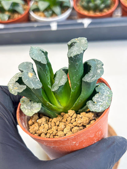 Haworthia White Mammoth (wa6) (g13) | Rare Import