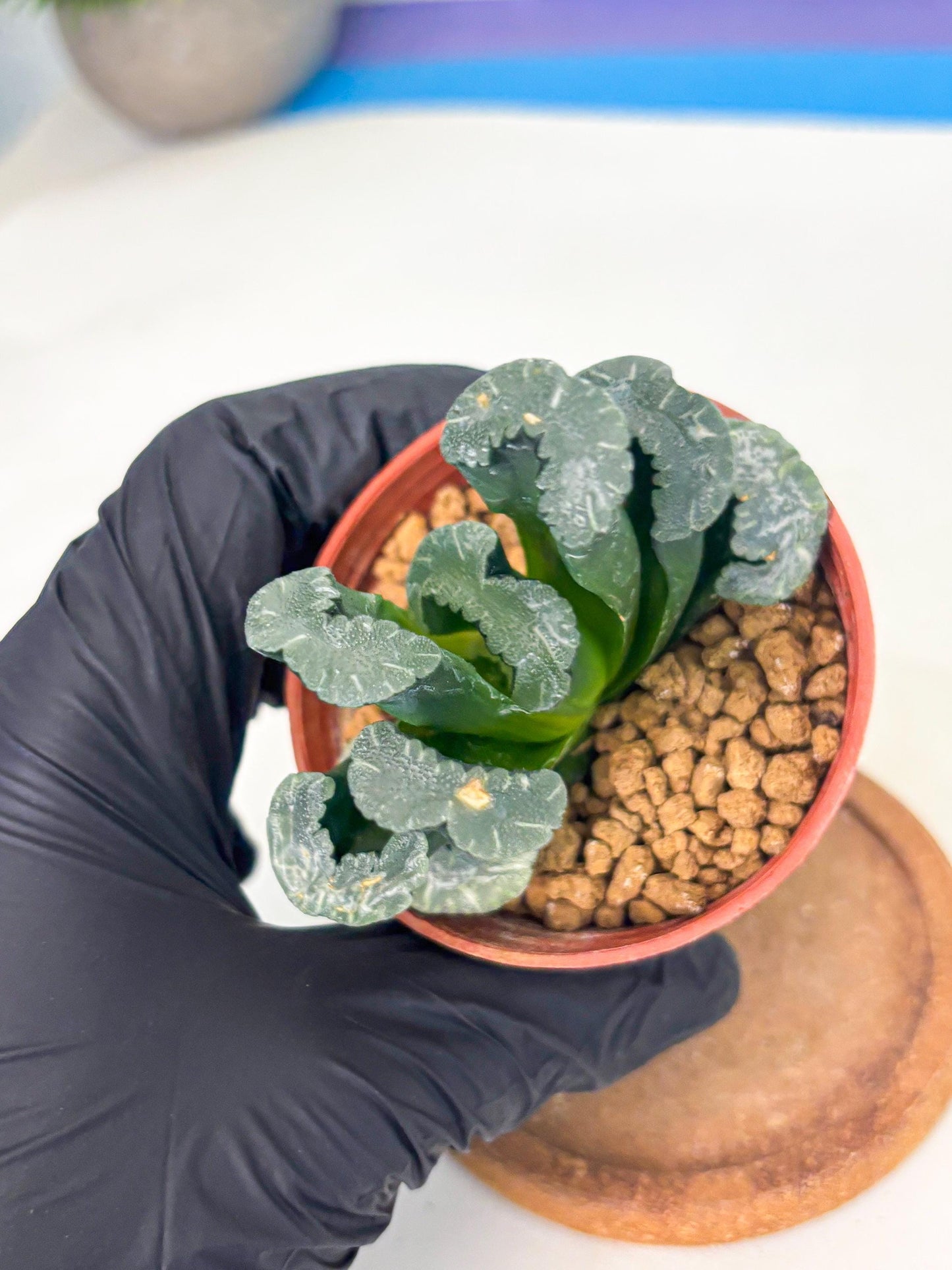 Haworthia White Mammoth (wa6) (g13) | Rare Import