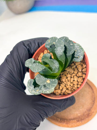 Haworthia White Mammoth (wa6) (g13) | Rare Import