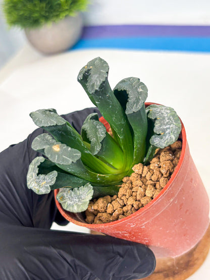 Haworthia White Mammoth (wa6) (g13) | Rare Import
