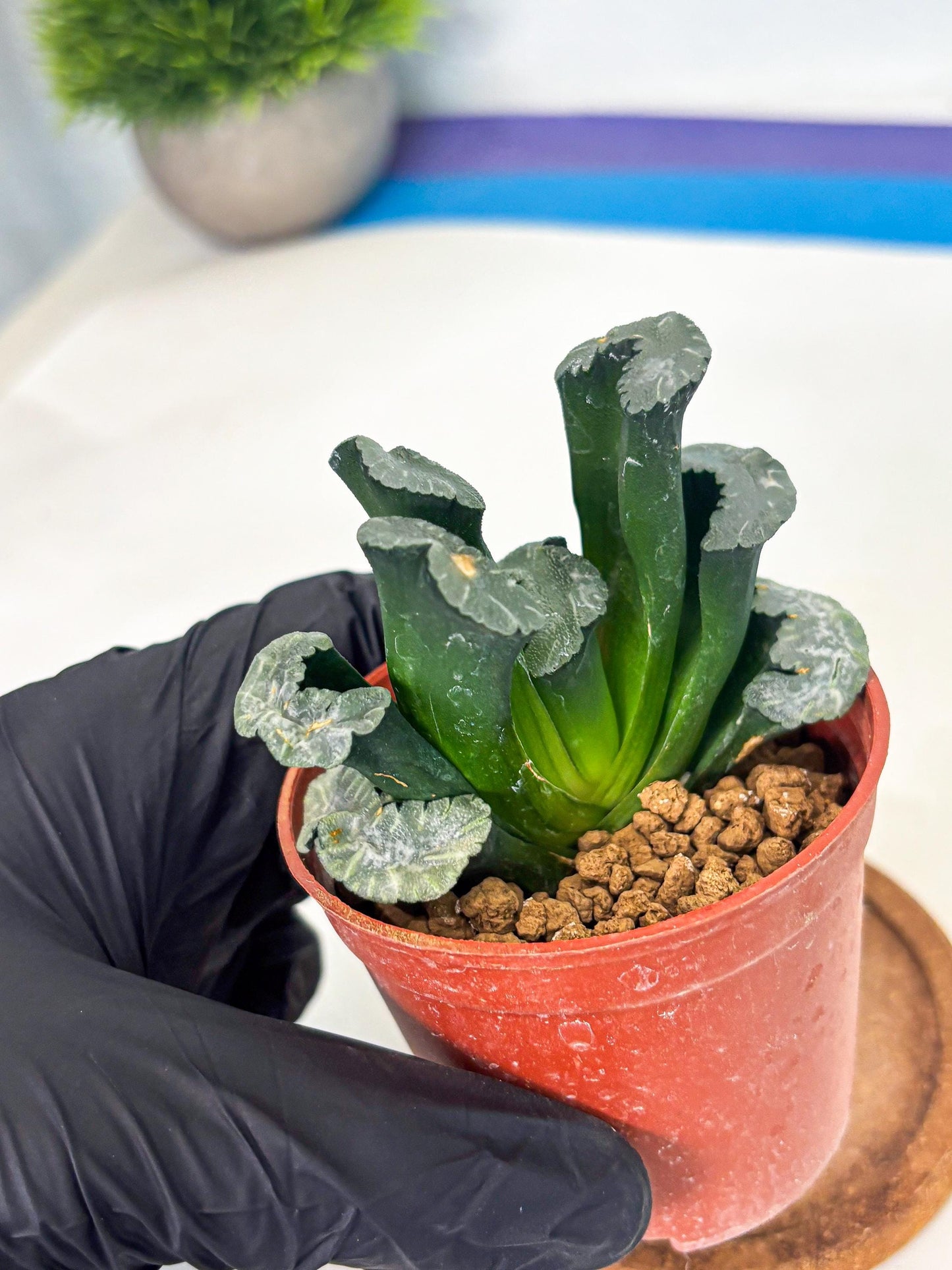 Haworthia White Mammoth (wa6) (g13) | Rare Import