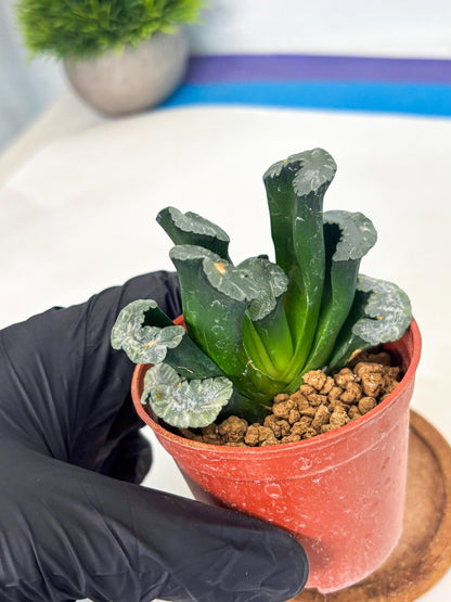 Haworthia White Mammoth (wa6) (g13) | Rare Import