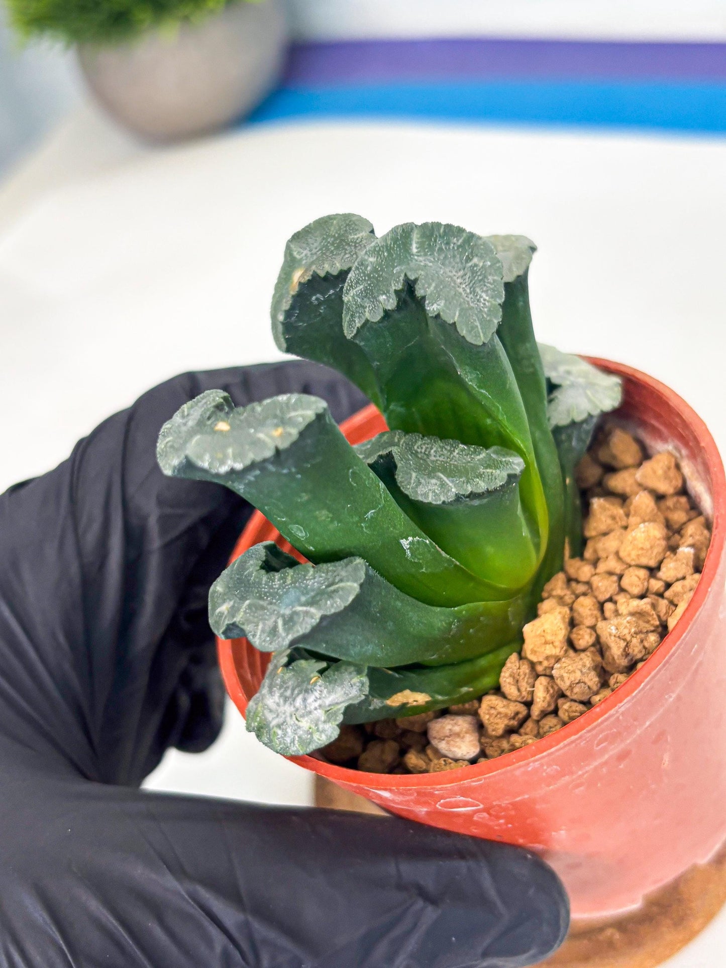 Haworthia White Mammoth (wa6) (g13) | Rare Import