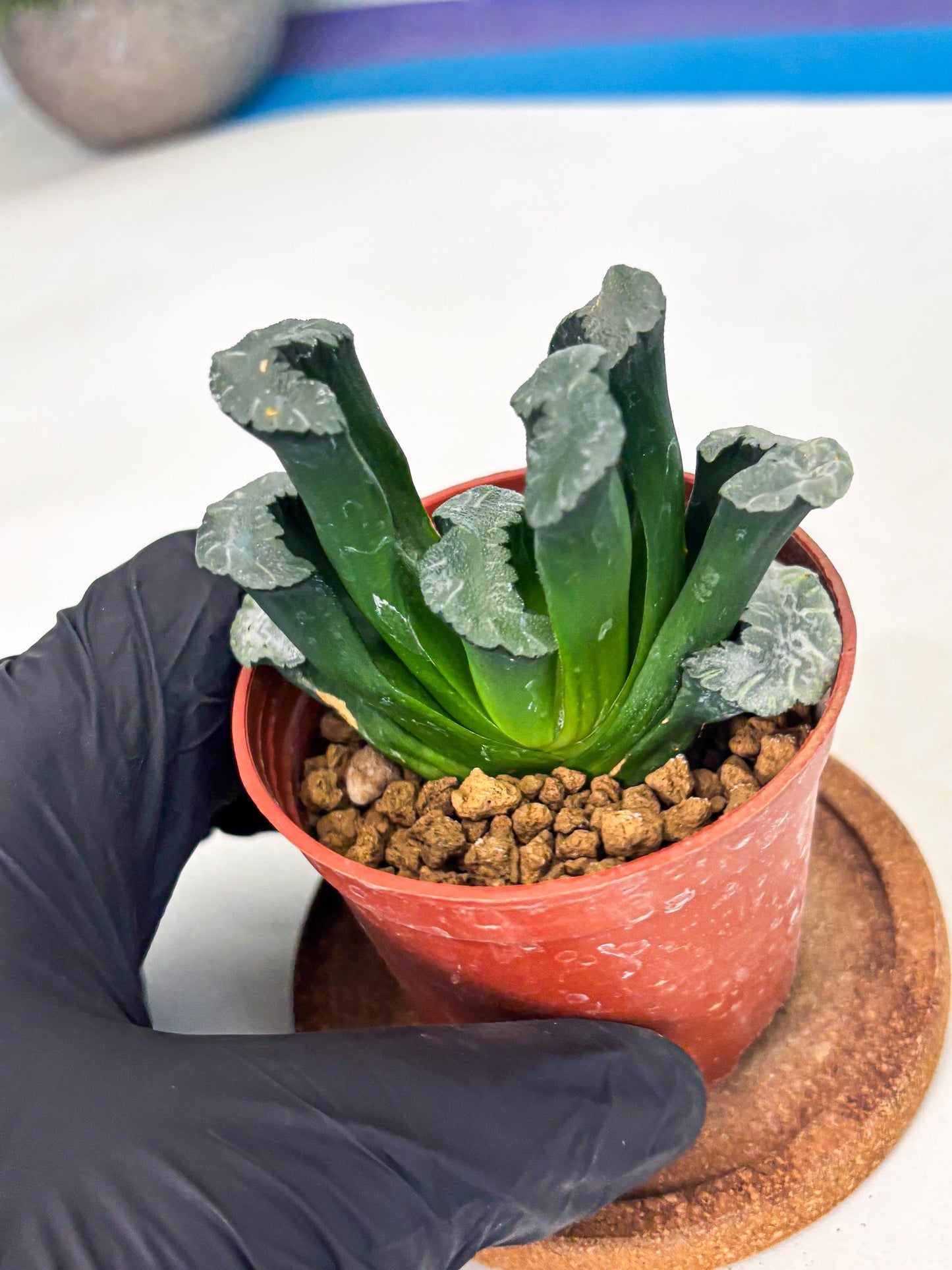 Haworthia White Mammoth (wa6) (g13) | Rare Import
