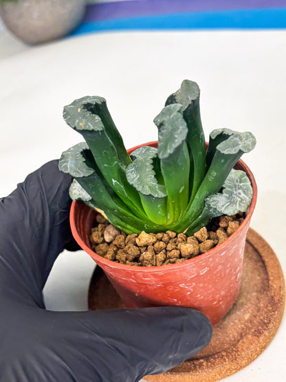 Haworthia White Mammoth (wa6) (g13) | Rare Import