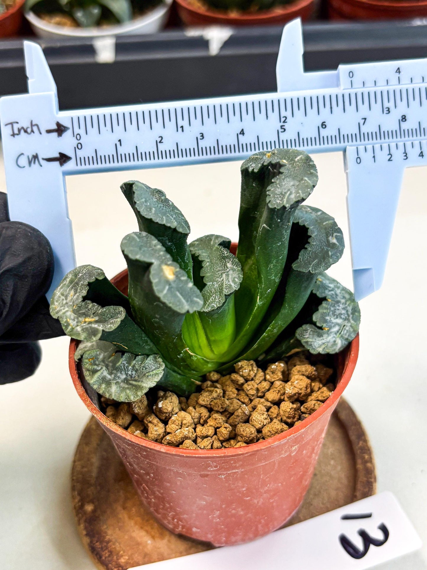 Haworthia White Mammoth (wa6) (g13) | Rare Import
