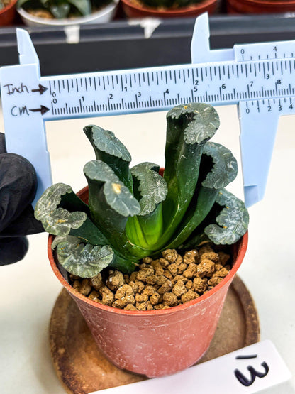 Haworthia White Mammoth (wa6) (g13) | Rare Import
