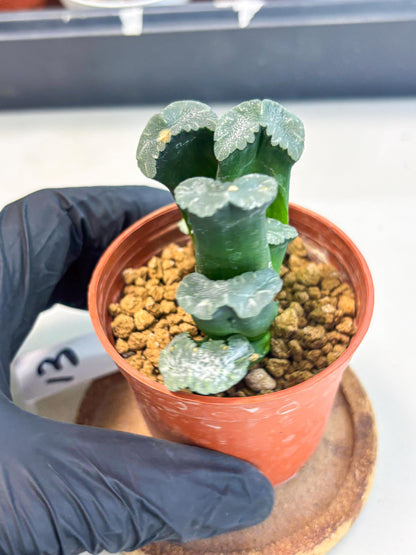 Haworthia White Mammoth (wa6) (g13) | Rare Import