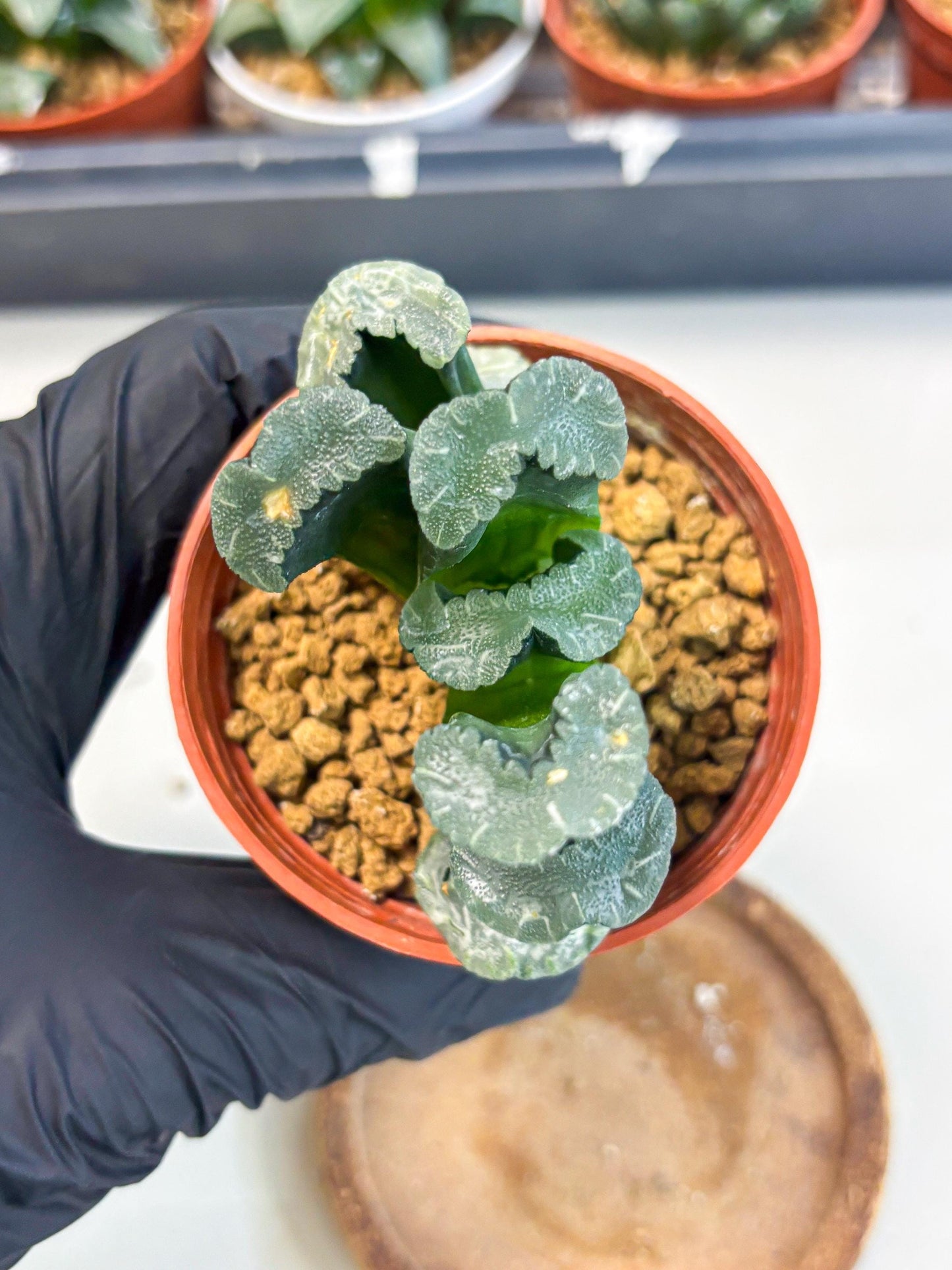 Haworthia White Mammoth (wa6) (g13) | Rare Import