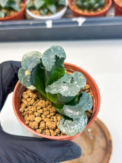 Haworthia White Mammoth (wa6) (g13) | Rare Import