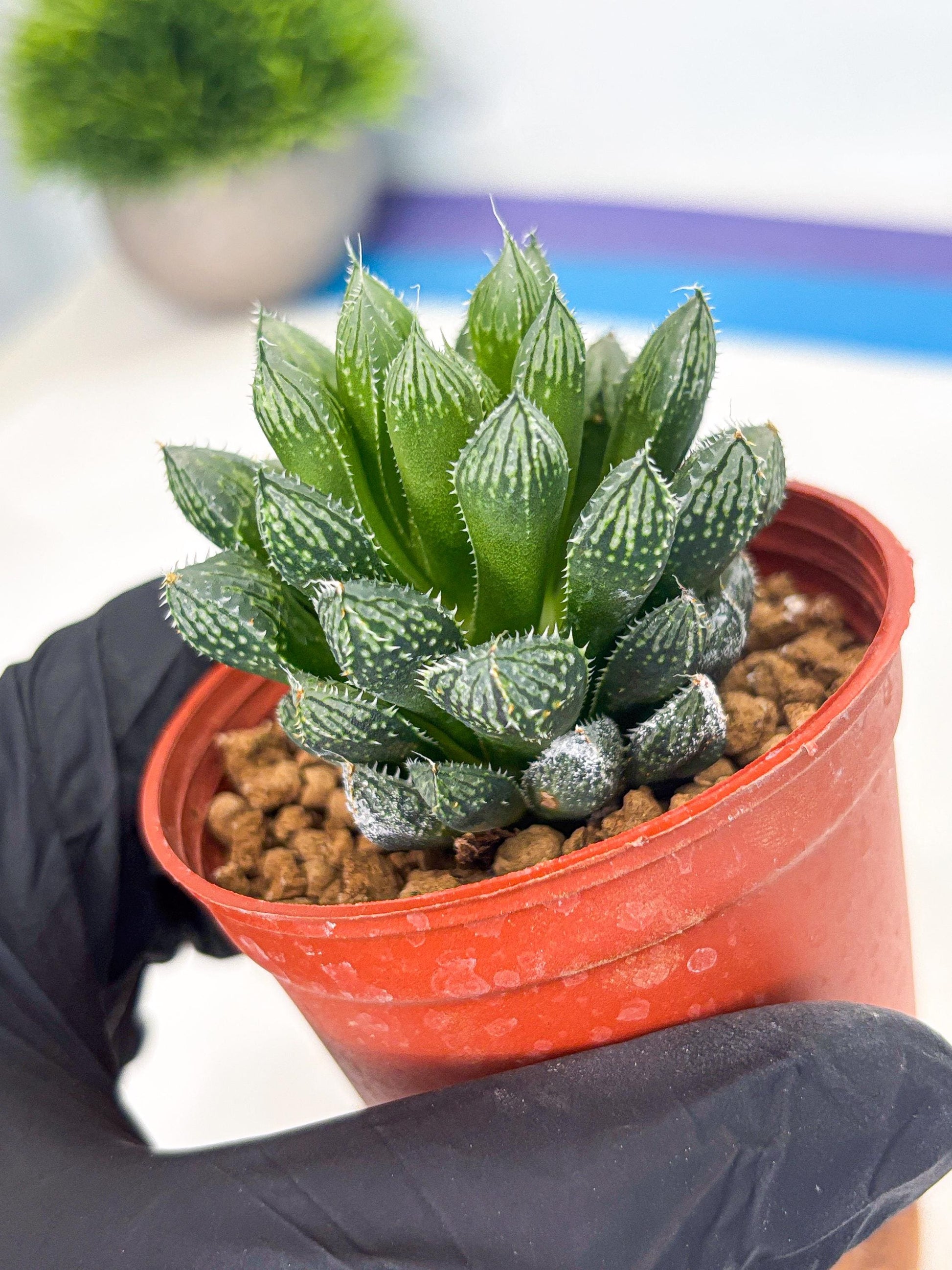 Haworthia Loulan (wa6) (g14) | Rare Import