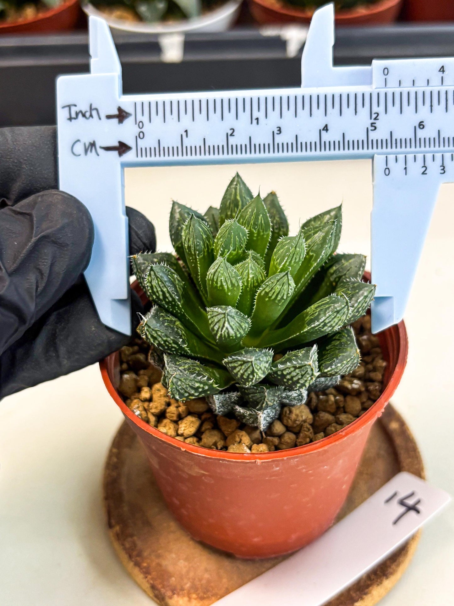 Haworthia Loulan (wa6) (g14) | Rare Import