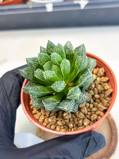 Haworthia Loulan (wa6) (g14) | Rare Import