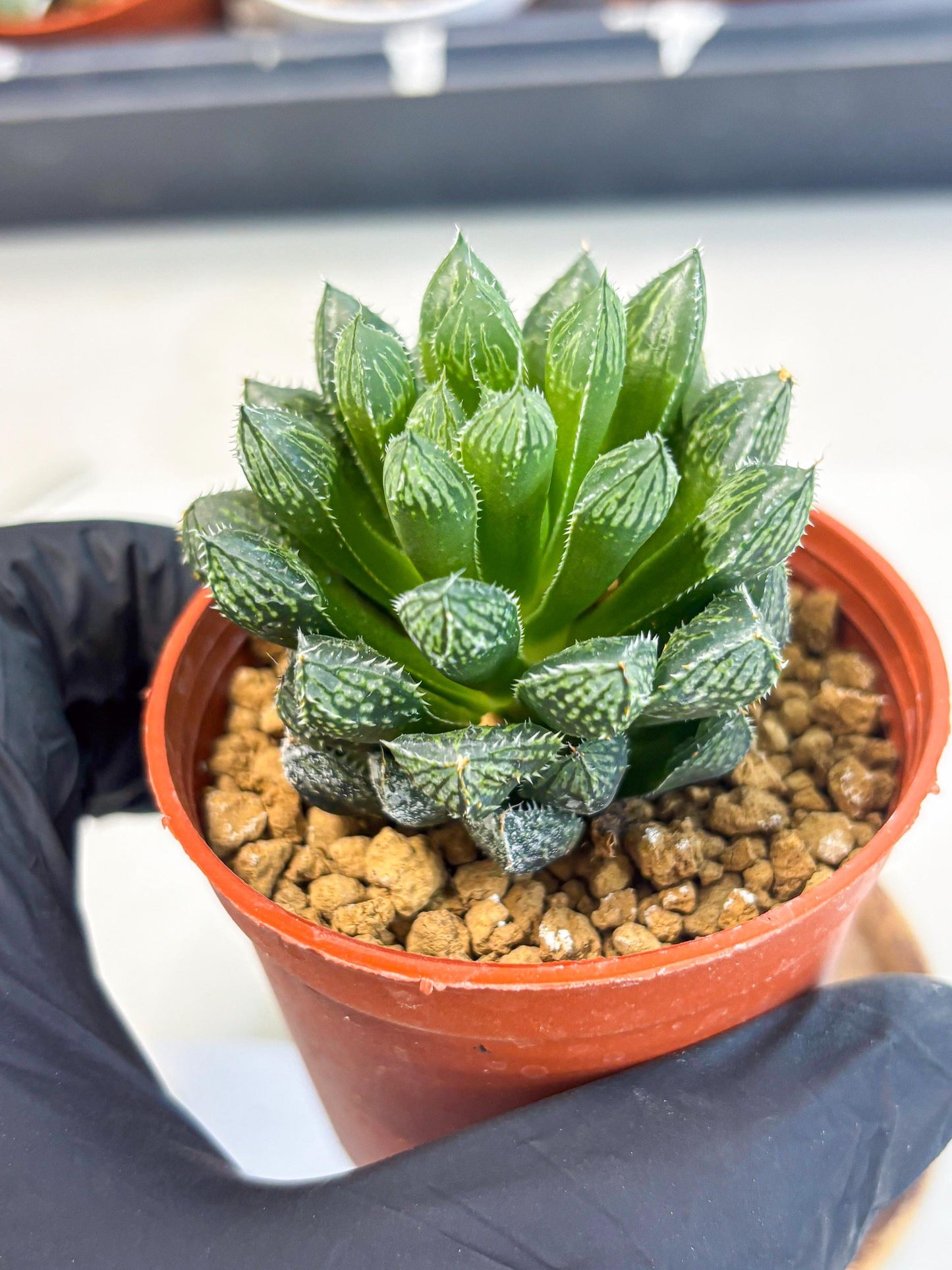 Haworthia Loulan (wa6) (g14) | Rare Import