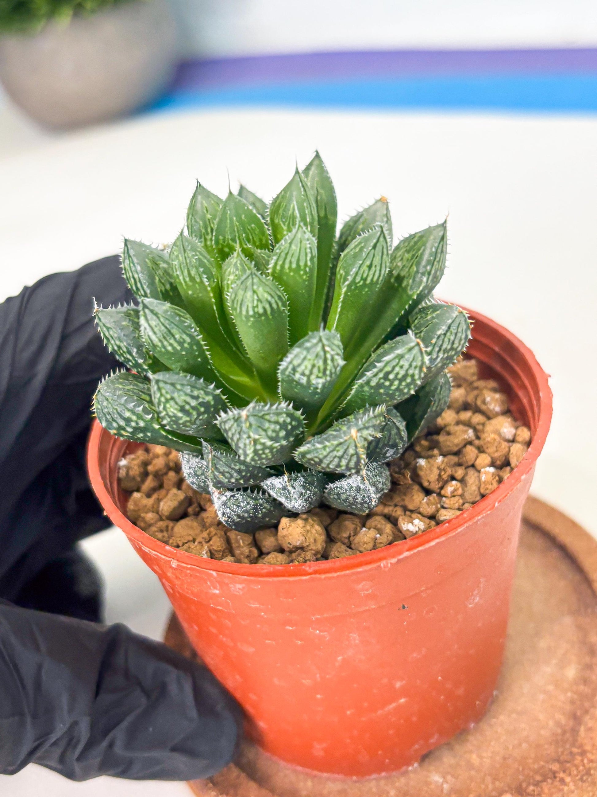Haworthia Loulan (wa6) (g14) | Rare Import