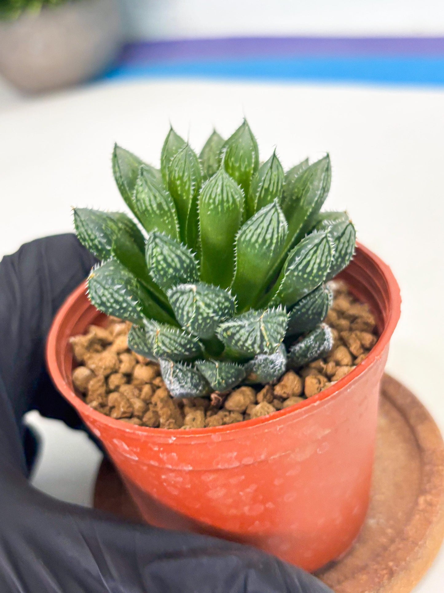 Haworthia Loulan (wa6) (g14) | Rare Import