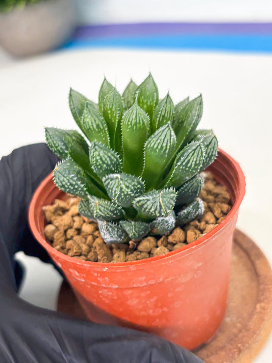 Haworthia Loulan (wa6) (g14) | Rare Import