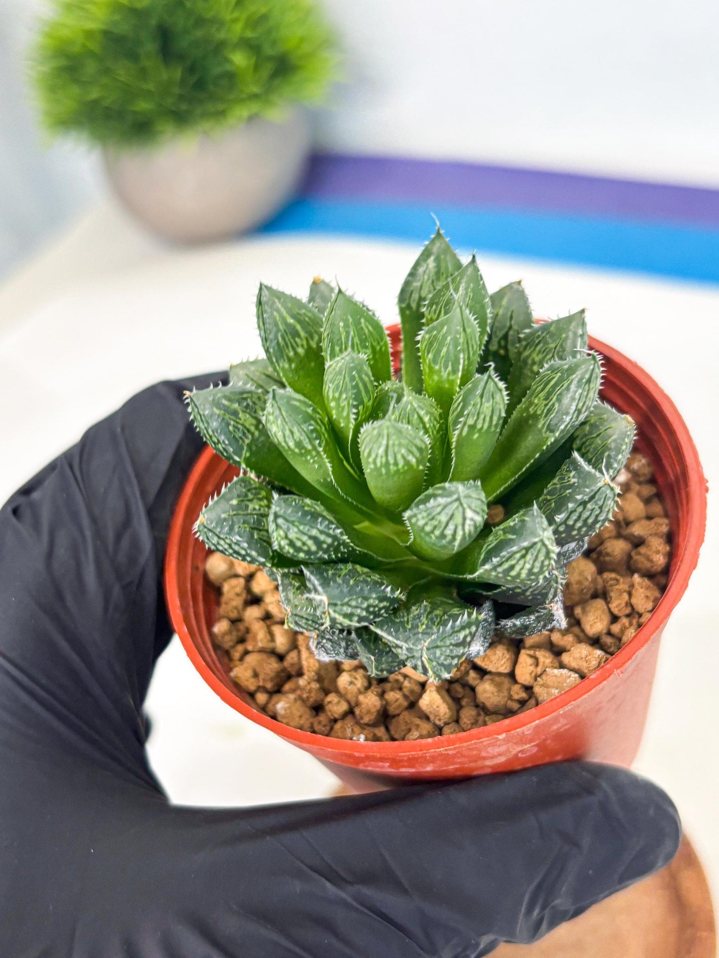 Haworthia Loulan (wa6) (g14) | Rare Import