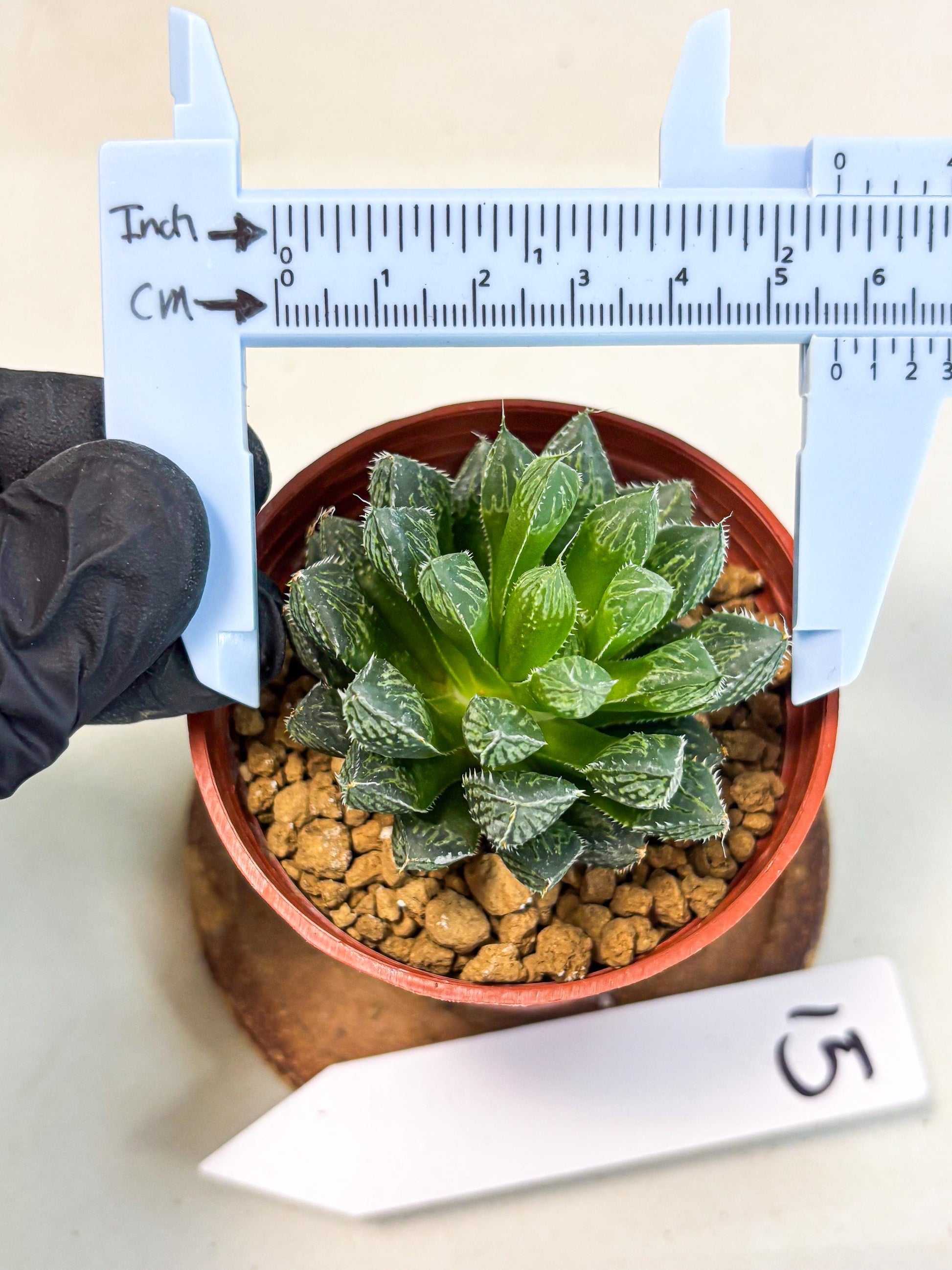Haworthia Loulan (wa6) (g15) | Rare Import
