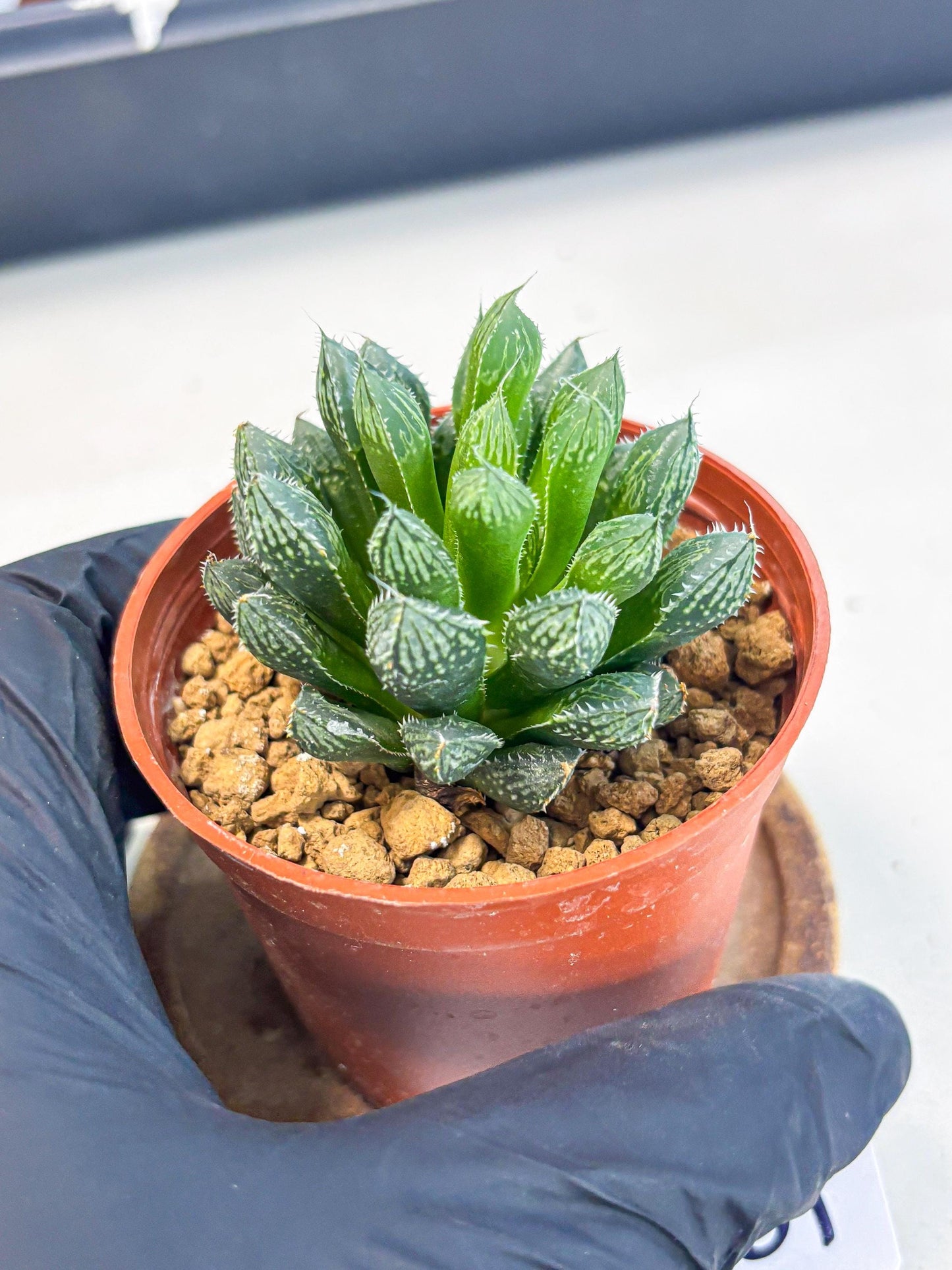 Haworthia Loulan (wa6) (g15) | Rare Import