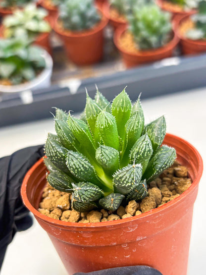 Haworthia Loulan (wa6) (g15) | Rare Import