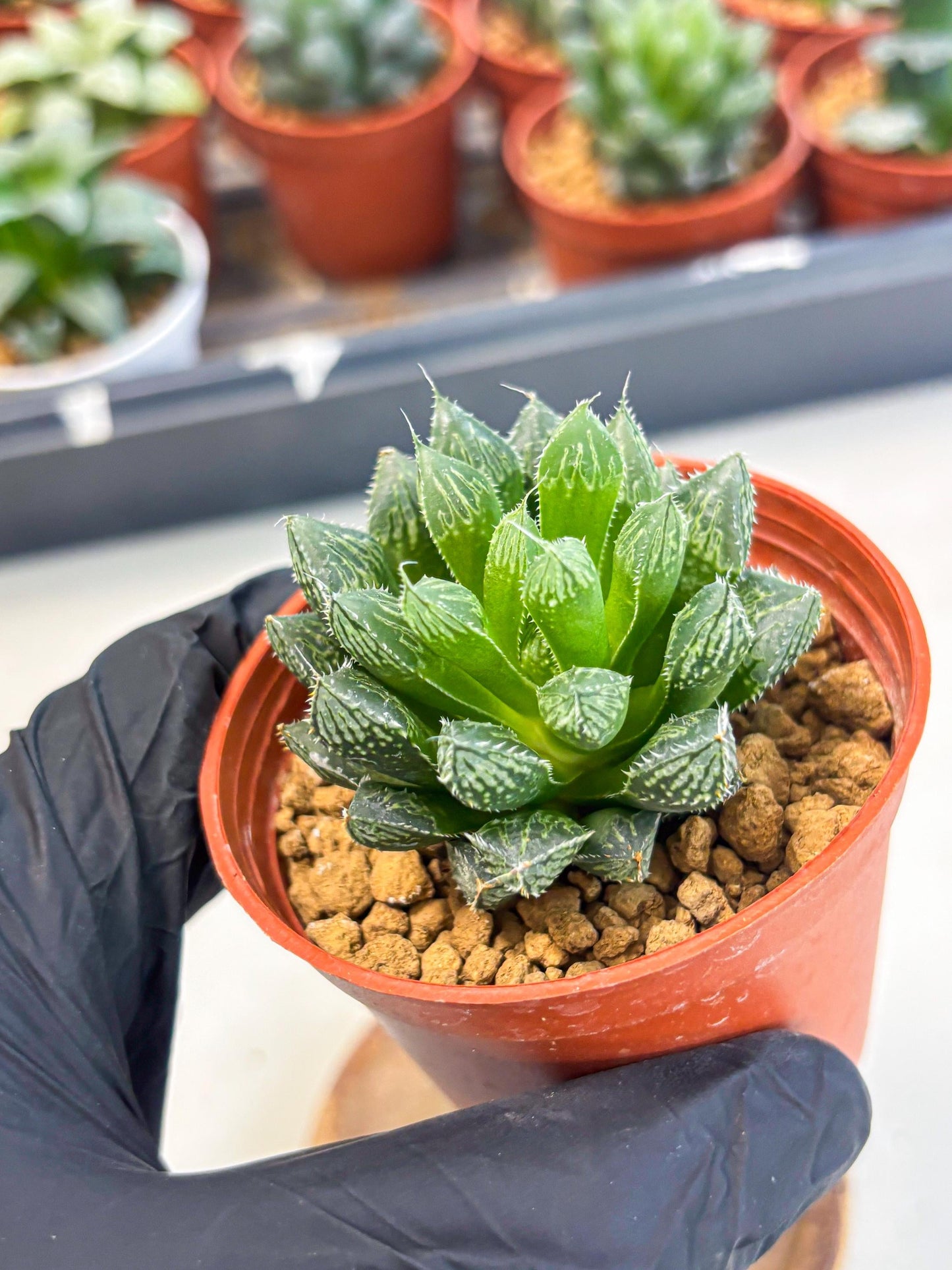 Haworthia Loulan (wa6) (g15) | Rare Import