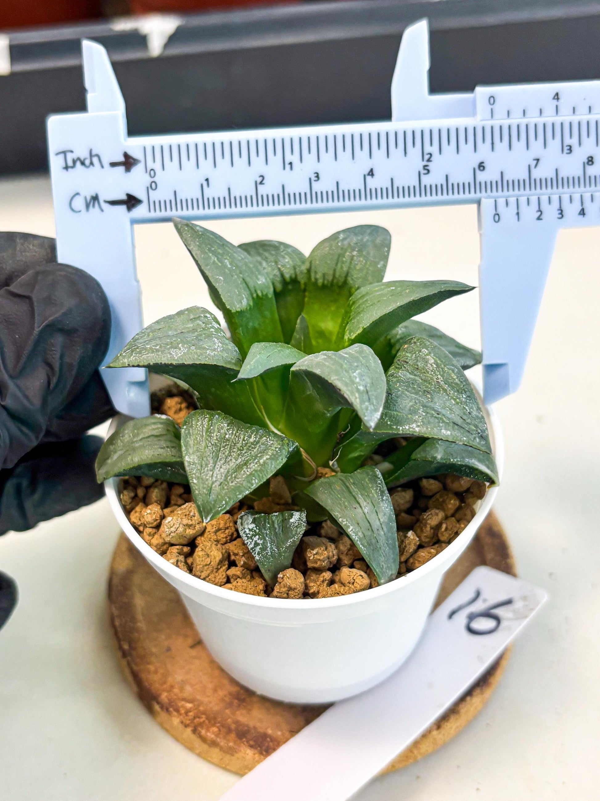 Haworthia Shuten-doji (wa6) (g16) | Rare Import