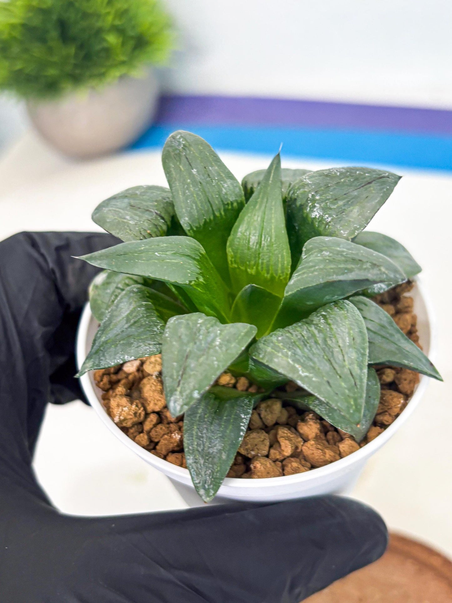 Haworthia Shuten-doji (wa6) (g16) | Rare Import