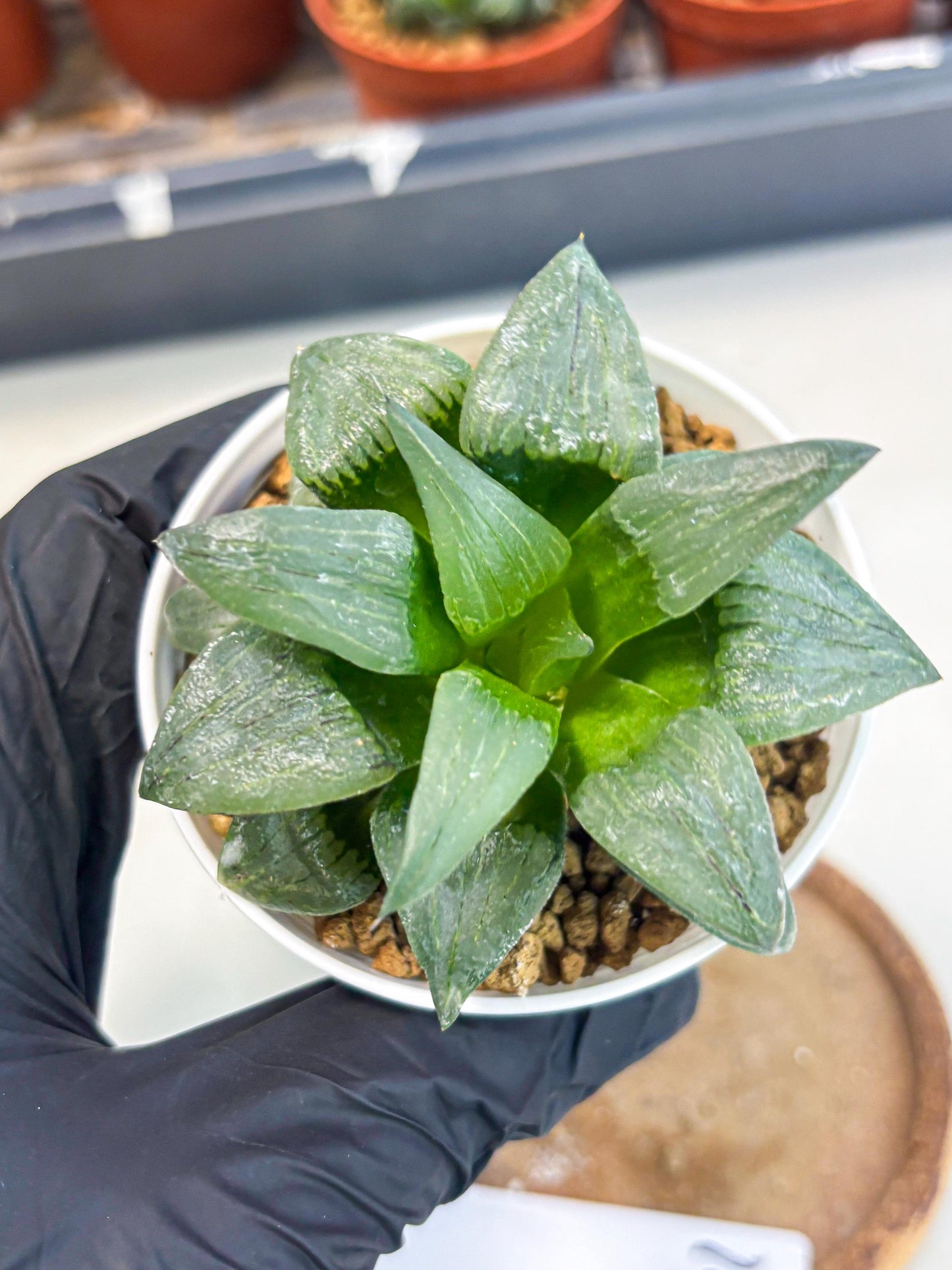 Haworthia Shuten-doji (wa6) (g16) | Rare Import