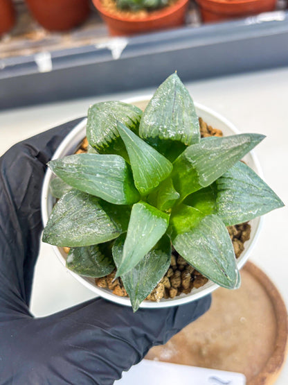 Haworthia Shuten-doji (wa6) (g16) | Rare Import