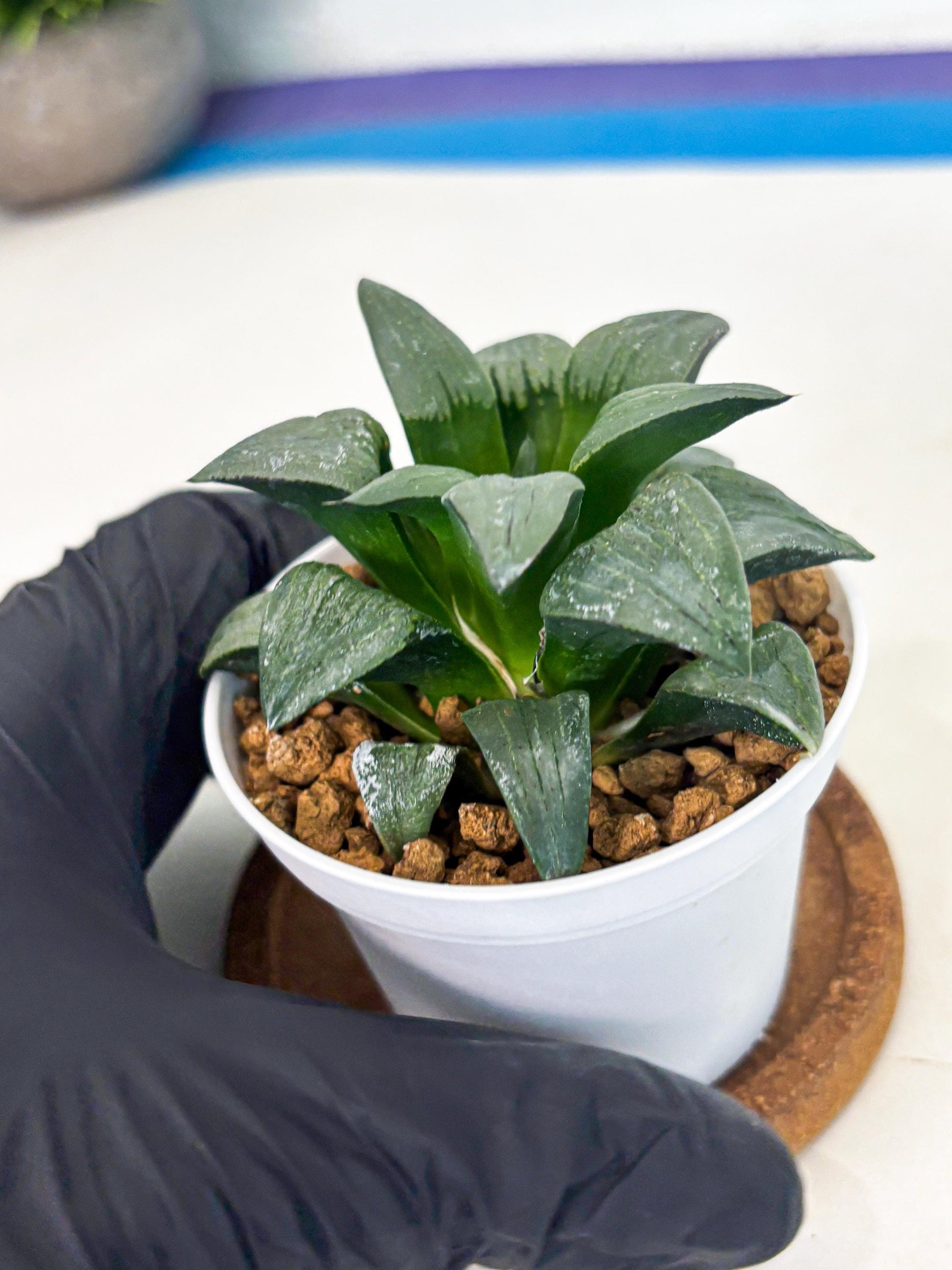 Haworthia Shuten-doji (wa6) (g16) | Rare Import