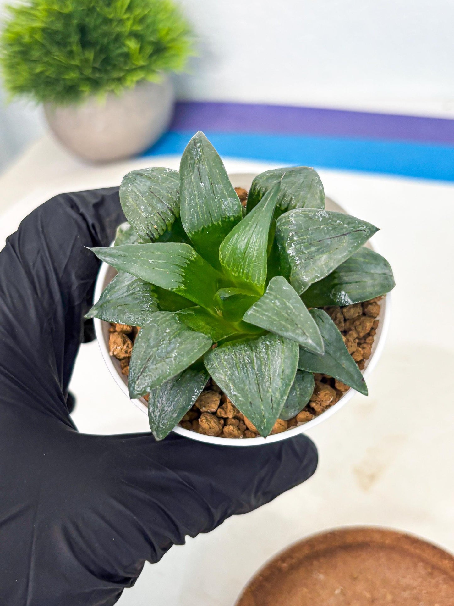 Haworthia Shuten-doji (wa6) (g16) | Rare Import
