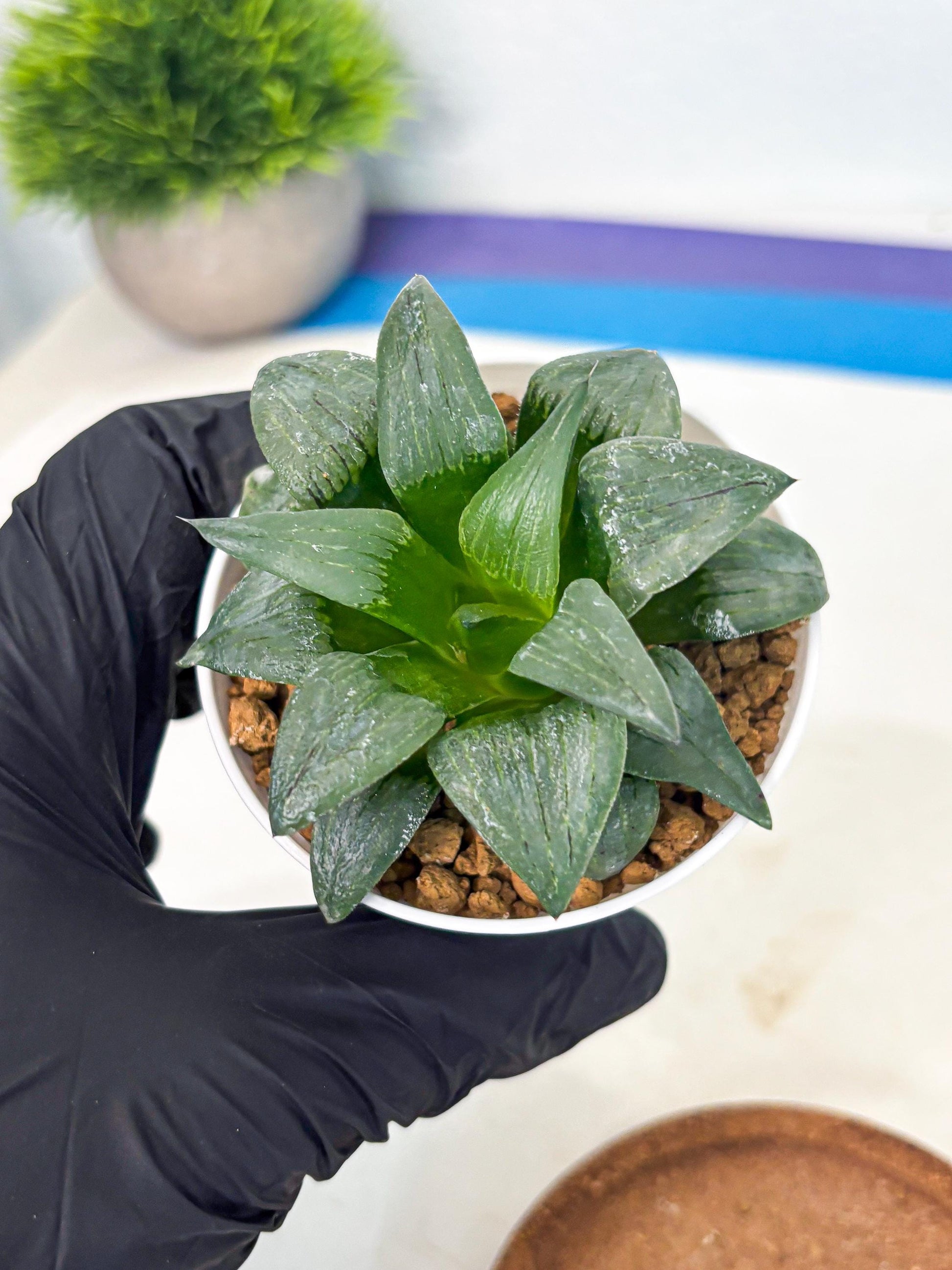 Haworthia Shuten-doji (wa6) (g16) | Rare Import