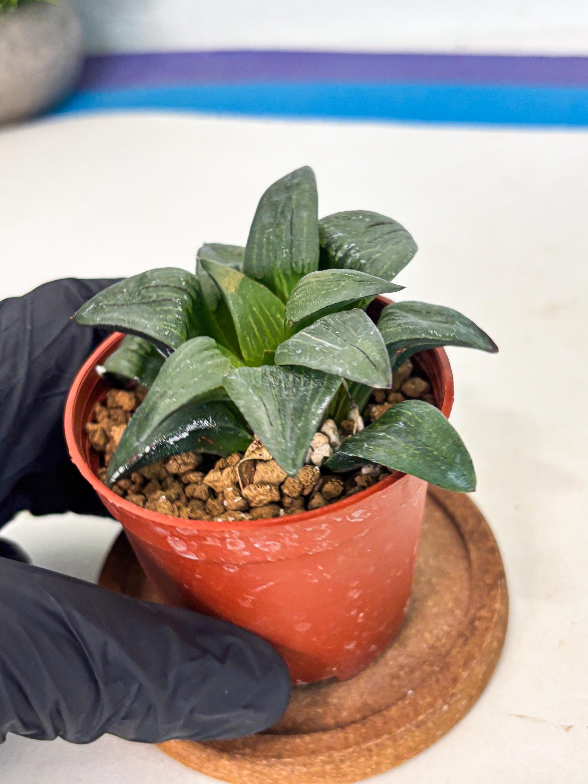 Haworthia Shuten-doji (wa6) (g17) | Rare Import