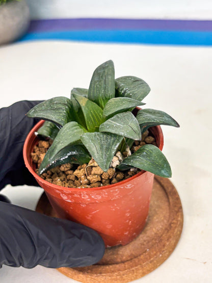Haworthia Shuten-doji (wa6) (g17) | Rare Import